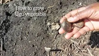 How to grow Ugu Vegetable