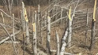 Wildlife Refuge Tree Vandals Nabbed