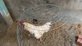 Gà thả vườn giarẻ/03/49/871/555@
