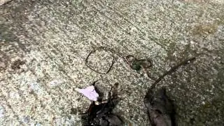 Wriggling worm
