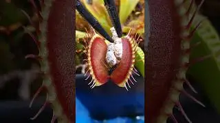 Venus Flytrap eats silk worms #carnivorousplant #nature #insecteatingplant #bug