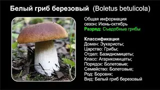 Белый гриб березовый (Boletus betulicola)