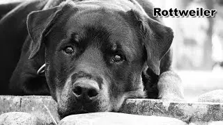 Hyper Realistic Sketch - Dog  Rottweiler Portrait - Real Time Drawing Lessons