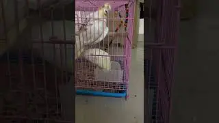 Fightforfood #playbirdiegames #birdsongs #birds #cocktailbirds #cockatiel #thebirdsonggroup #parrot