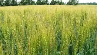 طرق المكافحة المتكاملة لحشيشة الزمير في حقول القمح