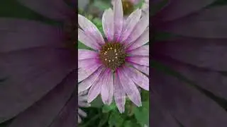 🌸✨ Beauty of Nature & Flowers 🌿🌞 | Fresh Air, Peace & Inspiration 🌼💚