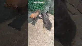 innocent #puppy  watches🥺mother struggling for life during #rescue # #streetdog  (safely rescued🙏)