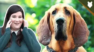 BLOODHOUND TEMPERAMENT DEEPDIVE