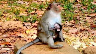 Monkey Vicki Leads the Group to Search for Food