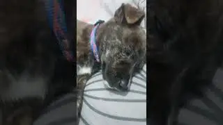 Sleaping Puppy Compilation