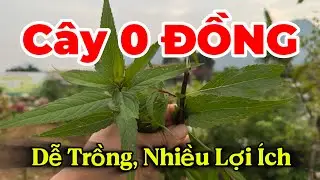 Cây 0 Đồng, Dễ Trồng, Nhiều Lợi Ích | CTVC