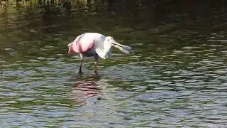 Roseate Spoonbill Sweeps Water & Swallows Food at Black Point Wildlife Drive! Merritt Island