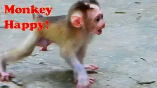 Monkey live in Cambodia| a few sisters love cute brother |CEO Monkeys2023
