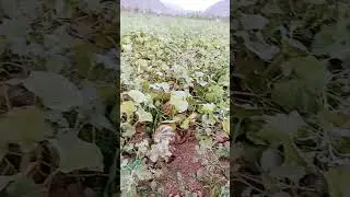 😱😱😱 #techkishan #viralvideo #technicalkishan #hindi #kishan #nature