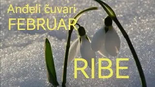 RIBE - FEBRUAR ✨Budite otvoreni za ljubav! 