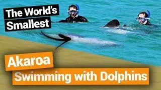 🐬 Swimming with Dolphins in Akaroa &ndash; New Zealand's Biggest Gap Year &ndash; Backpacker Guide New Zealand