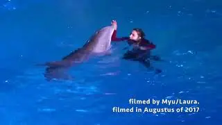 Dolfinarium Dolphin Bay Adventure morning & evening shows at Boudewijn Seapark in Brugge
