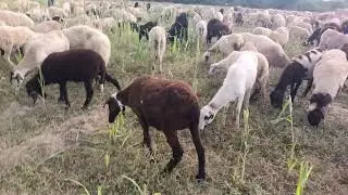 Black Sheep | Gujarat Sheep | New Video