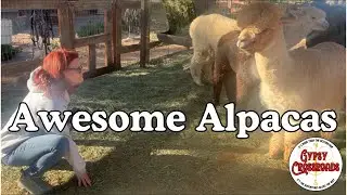 Unique RV Camping Experience: Sleeping with Alpacas! 🦙
