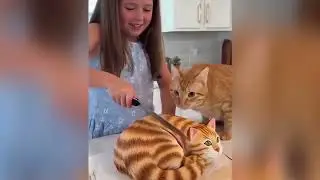 Animals Go INSANE When Fake Cake Looks Just Like THEM! 😂🐶🐱 (Must Watch)&rdquo;