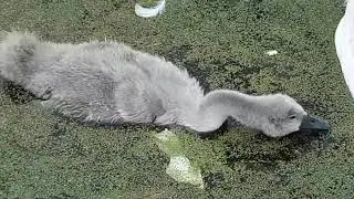 Baby swan feeding