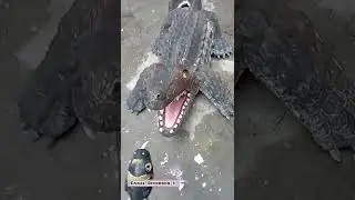 jacaré e cobra de cimento