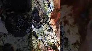 MICRO JUNGLE EXPLORER*(MICRO CAVE-215)