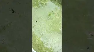 ternak ikan cenang #budidayaikan