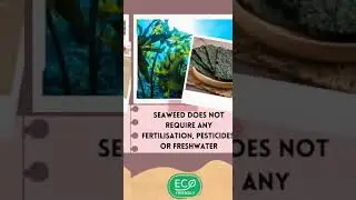 Zero Waste Packaging that you can eat!