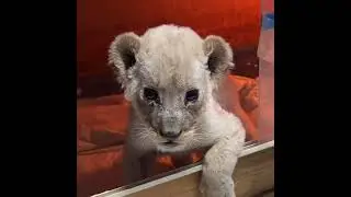 Daily life of an adorable little lion cub🐯❤️#tiger #animals #cutecat #zoo 