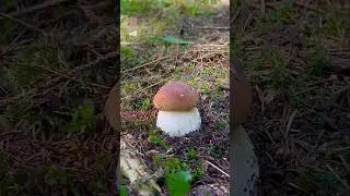 Грибник В ШОКЕ, увидев ЧУДО‼️ Это ЗОЛОТО растёт ИМЕННО ТУТ!