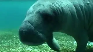 Swimming with a Manatee | Dive Caribbean | BBC Earth