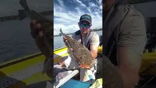 Big flathead on the baitjunkie prawn