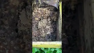 3 MONTHS OLD STINGLESS BEE COLONY #beekeeping #honey #trending #stinglessbee #bee #fypシ