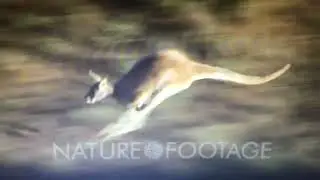 Baby Einstein Stock Footage Jumping Kangaroo 