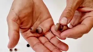 How to use dBud Volume Adjustable Earplugs