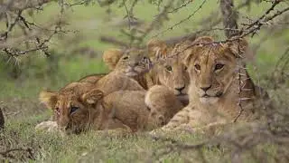 Lion Free Stock Video 4K