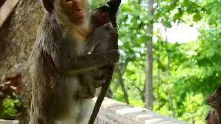 Poor Baby Monkey Stuck on the String.