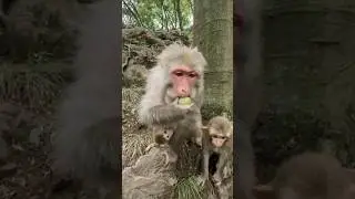 #MonkeyMischief #WildRide #BabyZayAdventure #PreschoolCartoon #FunForToddlers