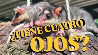 &iquest;Un tlacuache con cuatro ojos?  Philander opossun | El misterioso habitante de los &aacute;rboles 🌳
