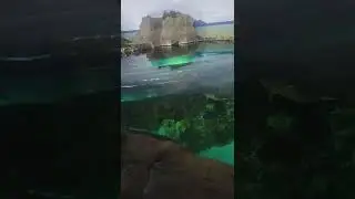 #AMAZING #SHARKS AND #FISH ENCOUNTER AT #sandiego #CALIFORNIA #USA #shorts #short #shortvideo #viral