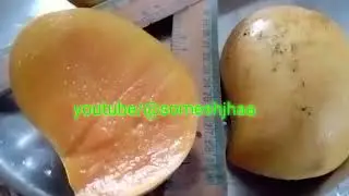 neelum mango नीलम आम neelam aam नीलम मैंगो neelam mango neelum aam