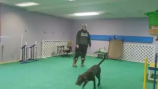 Leroy- recall/functional for affection 