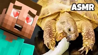 INSANE! Steve Feeds Lettuce to His Turtles 🐢❤️ | Minecraft ASMR Mukbang