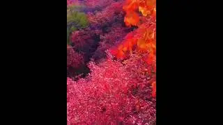 Golden autumn #музыка #music #love #хиты #autumn