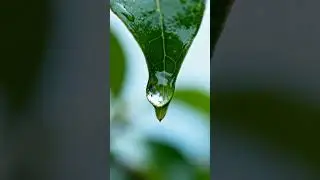 Calming macro footage of water on leaves #asmr #macro #relaxing