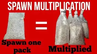 How to multiply mushroom spawn loading//mushroom farming in Nigeria 