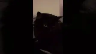 new cat tree vibes