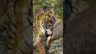 Amazing Tiger Sanctuary in India | Jim Corbett National Park #india #nature #tiger #wildlife #safari