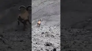 Бык